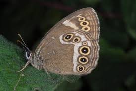 Attēlu rezultāti vaicājumam “Lopinga achine underside”