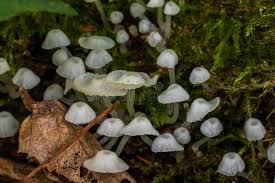 Attēlu rezultāti vaicājumam “Delicatula integrella”