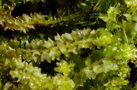 Attēlu rezultāti vaicājumam “Barbilophozia lycopodioides”