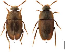 Attēlu rezultāti vaicājumam “Leiodidae”