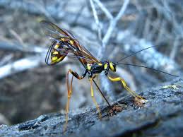 Attēlu rezultāti vaicājumam “Ichneumonidae”