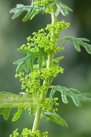 Image result for Chenopodium botrys