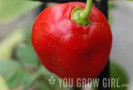 Afbeeldingsresultaat voor red rocoto hot pepper