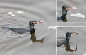 Image result for Phalacrocorax carbo
