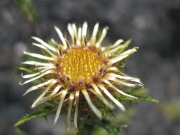 Attēlu rezultāti vaicājumam “Carlina vulgaris”