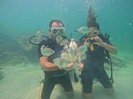 Image result for Abyss Dive Club