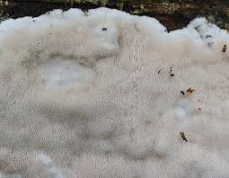 Attēlu rezultāti vaicājumam “Antrodia gossypium”