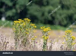 Attēlu rezultāti vaicājumam “Jacobaea vulgaris flower”