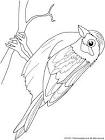 Sparrow coloring page