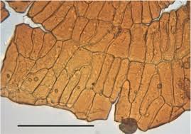 Attēlu rezultāti vaicājumam “Acaulon muticum sporophyte”