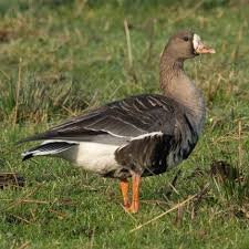 Attēlu rezultāti vaicājumam “Anser albifrons adult”