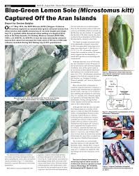 Image result for Microstomus kitt