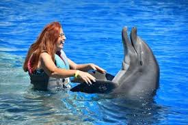 Image result for Adventure Dolphin