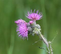 Attēlu rezultāti vaicājumam “Cirsium palustre”