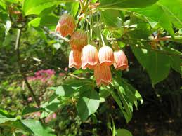 Attēlu rezultāti vaicājumam “Enkianthus chinensis leaf”