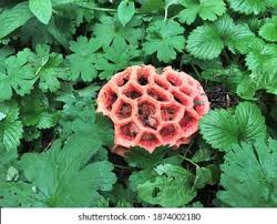 Attēlu rezultāti vaicājumam “Clathrus ruber”