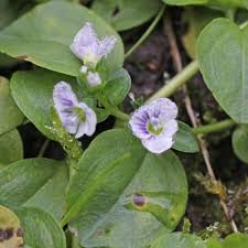 Attēlu rezultāti vaicājumam “Veronica serpyllifolia flower”