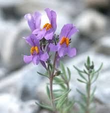 Attēlu rezultāti vaicājumam “Linaria loeselii flower”
