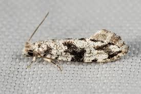 Attēlu rezultāti vaicājumam “Nemapogon cloacella”