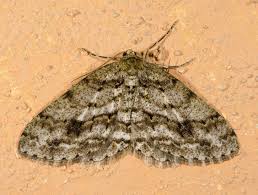 Attēlu rezultāti vaicājumam “Phigalia pilosaria”