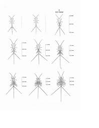 Attēlu rezultāti vaicājumam “Leptophlebia nebulosa”