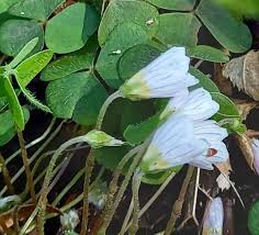 Attēlu rezultāti vaicājumam “Oxalis acetosella fruit”