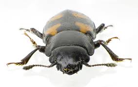 Attēlu rezultāti vaicājumam “Glischrochilus quadripunctatus”