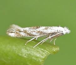 Attēlu rezultāti vaicājumam “Bucculatricidae”