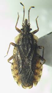 Attēlu rezultāti vaicājumam “Aradus betulae”