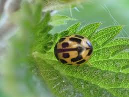 Attēlu rezultāti vaicājumam “Monopis weaverella”