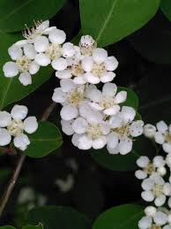 Attēlu rezultāti vaicājumam “Cotoneaster multiflorus”