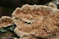 Attēlu rezultāti vaicājumam “Steccherinum bourdotii”