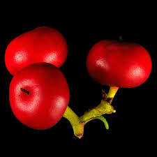 Attēlu rezultāti vaicājumam “Arctostaphylos uva-ursi fruit”