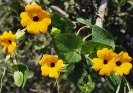 Image result for Thunbergia alata
