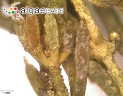 Attēlu rezultāti vaicājumam “Chara tomentosa”