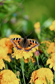 Image result for Small Tortoiseshell