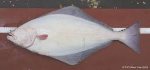 Image result for Hippoglossus hippoglossus