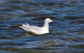 Image result for Chroicocephalus genei