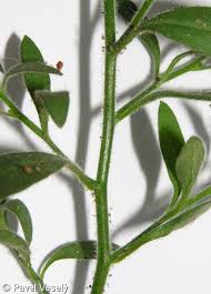 Attēlu rezultāti vaicājumam “Microrrhinum minus”