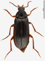 Attēlu rezultāti vaicājumam “Melandrya dubia”