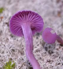 Attēlu rezultāti vaicājumam “Laccaria amethystina”