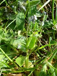 Attēlu rezultāti vaicājumam “Myosotis ramosissima”