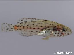 Image result for Epinephelus adscensionis