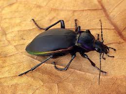 Attēlu rezultāti vaicājumam “Carabus violaceus”