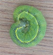 Attēlu rezultāti vaicājumam “Lacanobia oleracea”