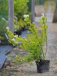 Attēlu rezultāti vaicājumam “Philadelphus lemoinei flower”
