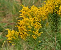 Attēlu rezultāti vaicājumam “Betula humilis female flower”