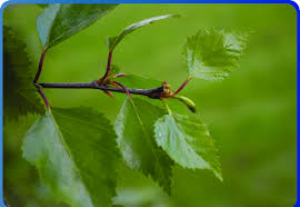 Attēlu rezultāti vaicājumam “Betula pubescens leaf”