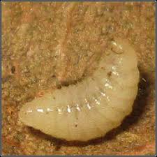 Attēlu rezultāti vaicājumam “Cynips quercusfolii”