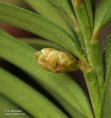 Attēlu rezultāti vaicājumam “Taxus baccata female flower”